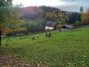 Zagroda Studzienno & Agroturystyka