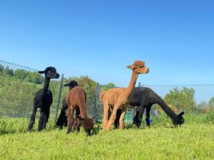 Alpaca Country