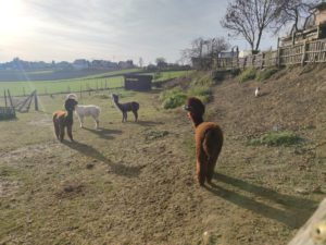 SeliRaj Gospodarstwo Agroturystyczne